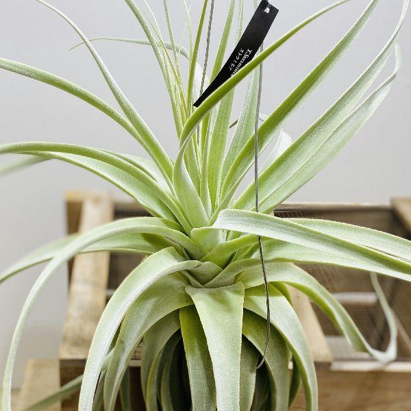 おしゃれ 観葉植物 エアープランツ：チランジア ストラミネア*現品