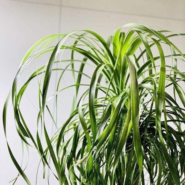 おしゃれ 観葉植物：ノリナ トックリラン*ポニーテール 大型佐川急便