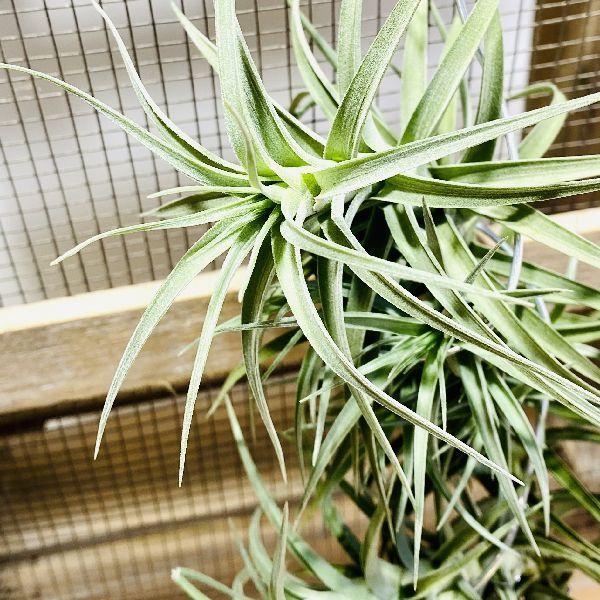 おしゃれ 観葉植物 エアープランツ：チランジア ベルゲリ クランプ