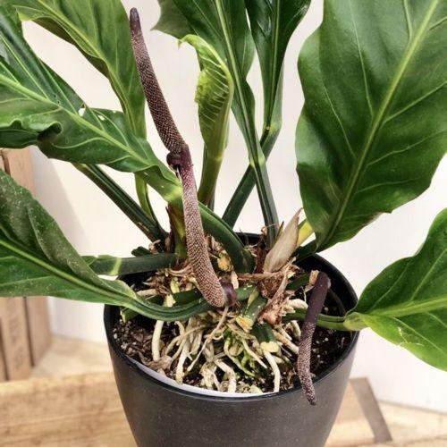 訳あり 観葉植物：アンスリウム フーケリー*プラポット 現品限り 大型