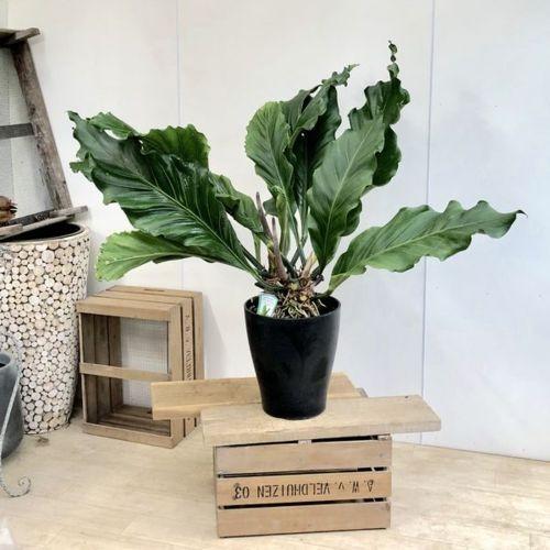 訳あり 観葉植物：アンスリウム フーケリー*プラポット 現品限り 大型