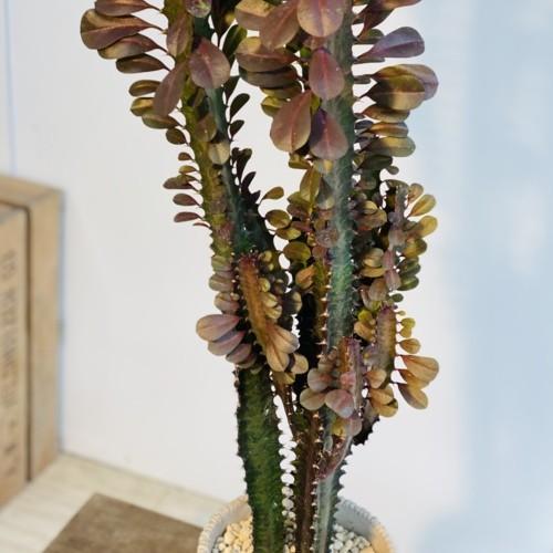 多肉植物 観葉植物：ユーフォルビア 紅彩雲閣*トリゴナロイヤルレッド