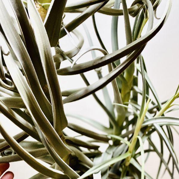 チランジア ドゥラティ 大株 超ロング 希少サイズ 現品 チランジア