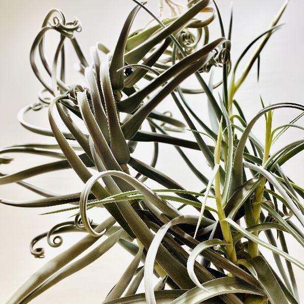 観葉植物：チランジア ドゥラティ*エアープランツ 現品限り 開花済