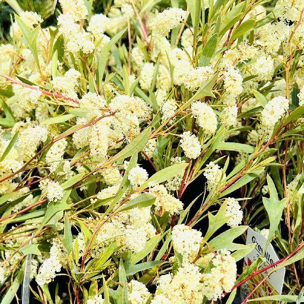 花苗 観葉植物：グレビレア シナフェア*5号 : 遊恵盆栽 Yahoo!店