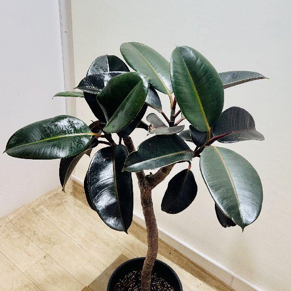 おしゃれ 観葉植物：フィカス バーガンディ 鉢植え*セラアート 大型