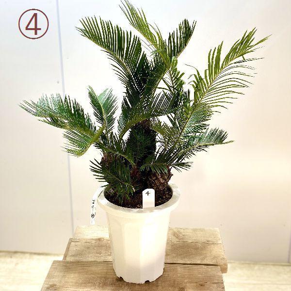 おしゃれ 観葉植物 ソテツ：蘇鉄*8号 プラポット 現品をお届け : 遊恵