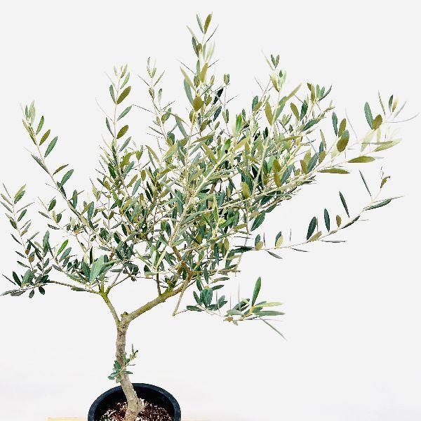 おしゃれ 観葉植物 選べる：オリーブの木 ミッション 7号*現品 SOUJU