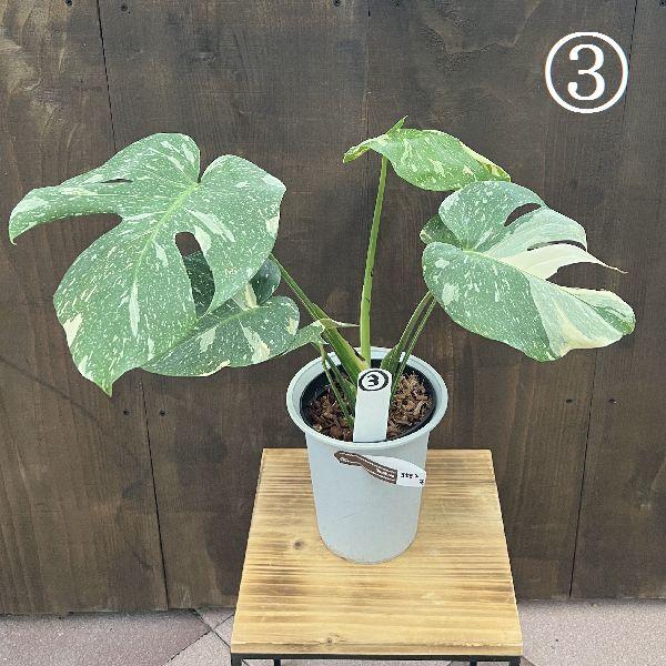 観葉植物：斑入りモンステラ*5号 プラポット 現品選べます モンステラ