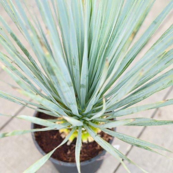 おしゃれ 観葉植物：ユッカ ロストラータ*8号 Yucca rostrata : 遊恵
