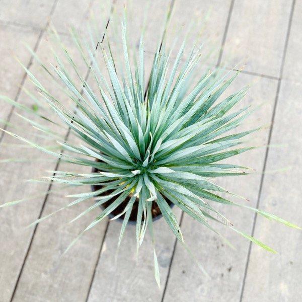 おしゃれ 観葉植物：ユッカ ロストラータ*8号 Yucca rostrata : 遊恵