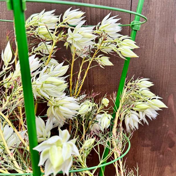 ジョーイセルリア ブラッシングブライド おしゃれ 観葉植物 花苗