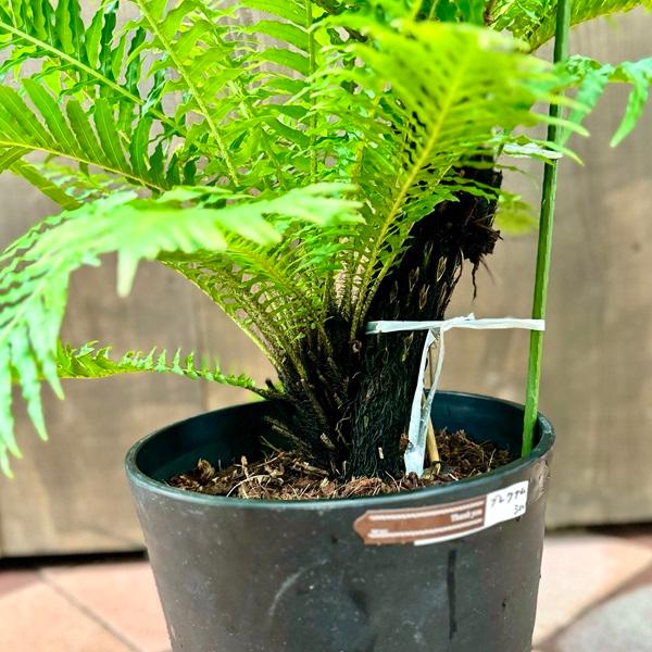 おしゃれ 観葉植物 西洋シダ植物：ブレクナム シルバーレディー*黒