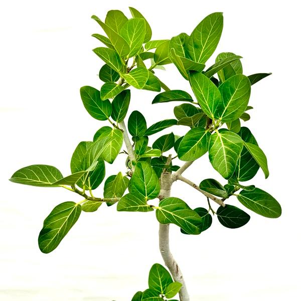 おしゃれ 観葉植物：フィカス ベンガレンシス＊8号プラポット ベンガル