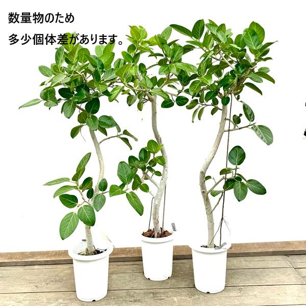 おしゃれ 観葉植物：フィカス ベンガレンシス＊8号プラポット ベンガル
