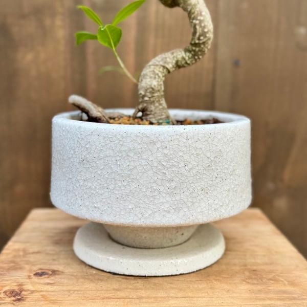 観葉植物：ガジュマル 鉢植え 受皿付*桐生砂飾り Ficus microcarpa
