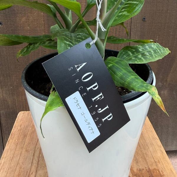 観葉植物：ドラセナ ゴールディアナ*ゴルディアーナ 5号 プラポット