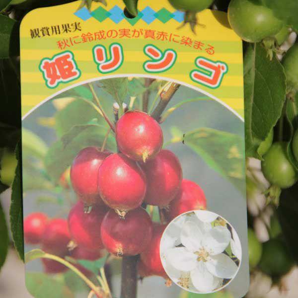 庭木：姫りんご（大） 8寸 : 遊恵盆栽 Yahoo!店 - 通販 - Yahoo