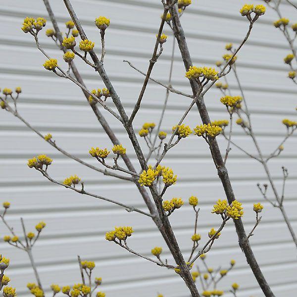 庭木：山茱萸（サンシュユ）*さんしゅゆ（金時） : 遊恵盆栽 Yahoo!店