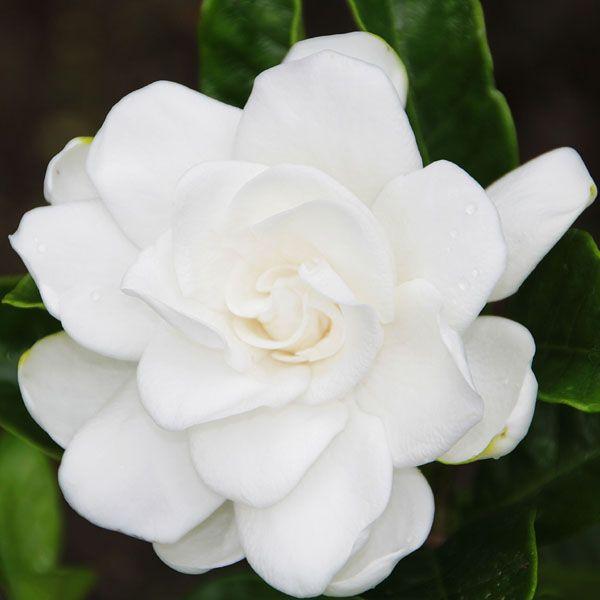 庭木：梔子（クチナシ）*くちなし : 遊恵盆栽 Yahoo!店 - 通販 - Yahoo