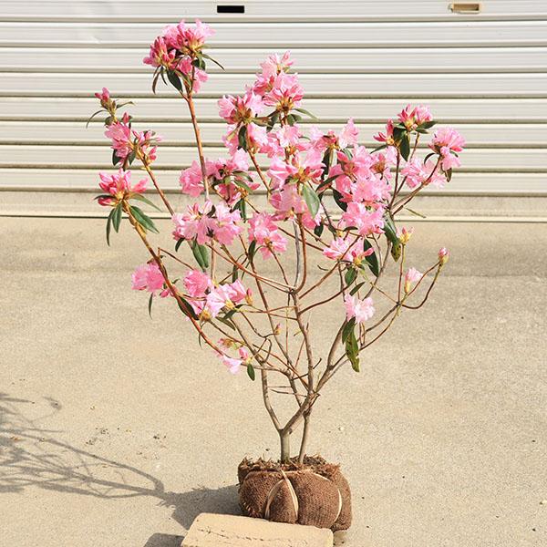 庭木：ツツジ（春一番）*つつじ ハイブリッドツツジ 躑躅 : 遊恵盆栽