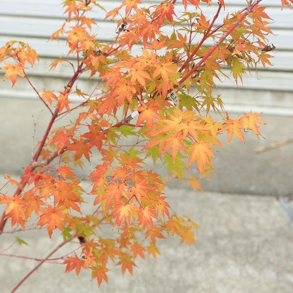 庭木 植木：サンゴカクもみじ（珊瑚閣）紅葉 現品商品4番* 佐川急便