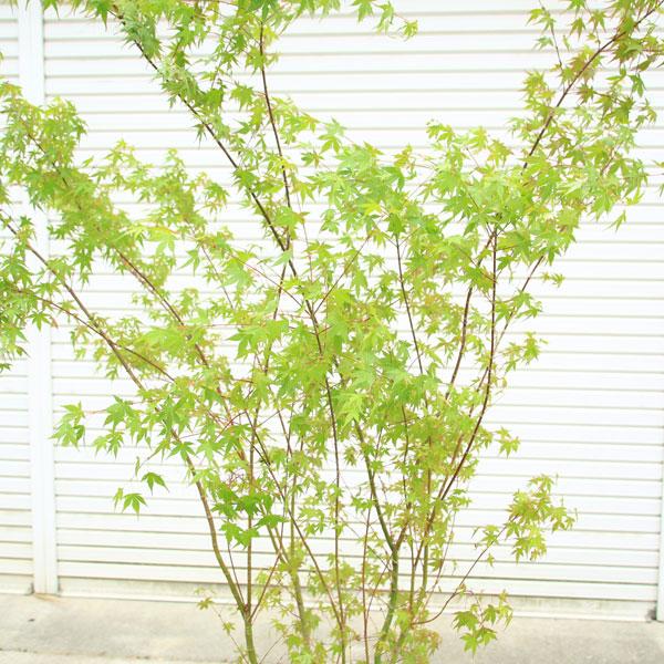 庭木：イロハもみじ（モミジ）* 株立ち 樹高：約170cm 全高：約