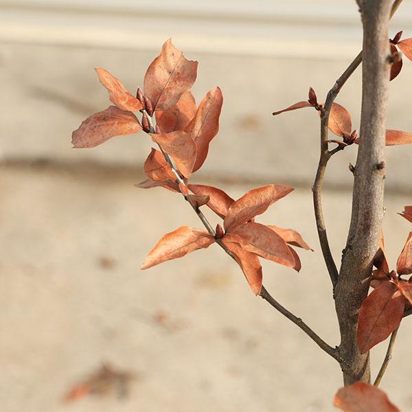 庭木 植木 ：ヤマコウバシ（山香ばし）*やまこうばし 現品限り 単木