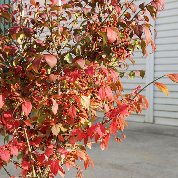 特撰庭木・植木：ニシキギ・コンパクター（矮性錦木）*大株 にしきぎ