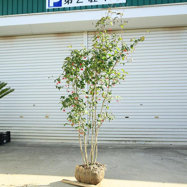 庭木 植木：特選 男ヨウゾメ 大株 樹高160cm *現品をお届け