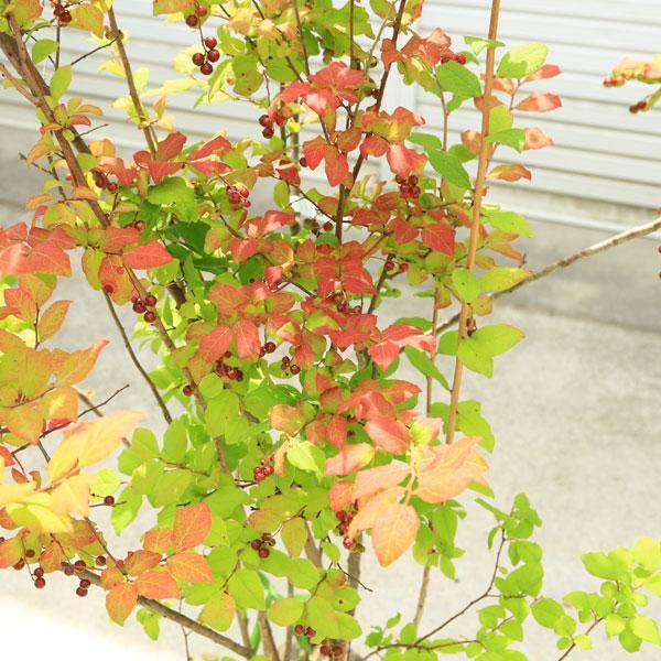 希少庭木・植木：ナツハゼ（なつはぜ）* 現品限り！ 樹高：約150cm