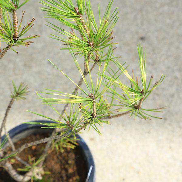 盆栽苗・庭木苗：蛇の目松（ジャノメ松）*ジャノメ赤松 蛇の目赤松