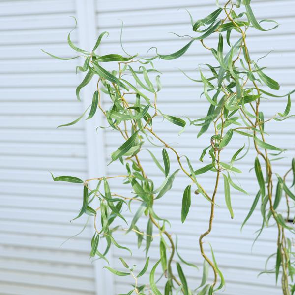 庭木・植木 苗木 花材：雲竜柳（うんりゅうやなぎ）*雲龍柳 ウンリュウ