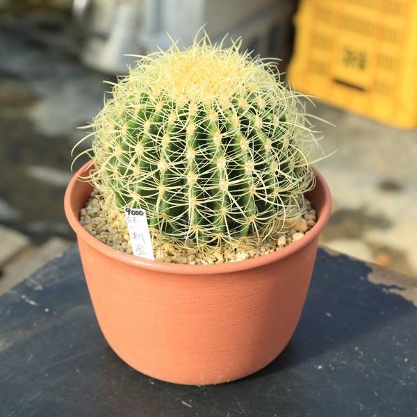 サボテン：エキノカクタス狂刺金鯱*14cm 現品 一品限り : 遊恵盆栽