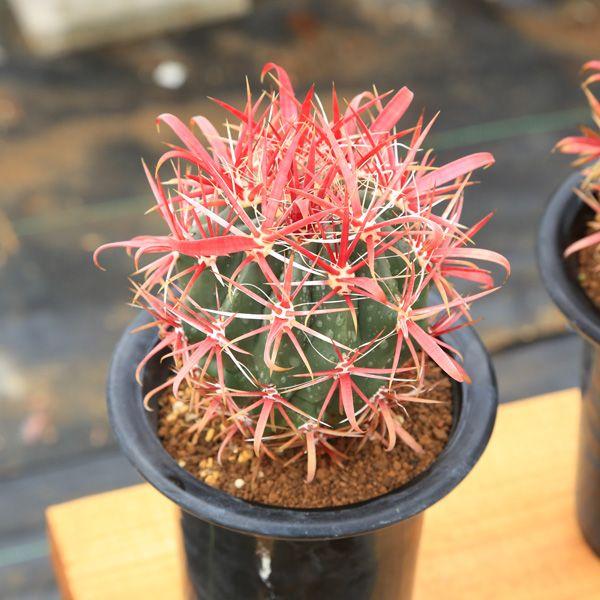 サボテン：フェロカクタス 神仙玉*10cm（現品 一品限り） : 遊恵盆栽