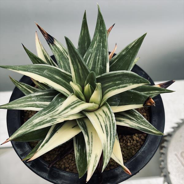 多肉植物：ハオルチア 瑞鶴錦*幅12cm 現品！一品限り : 遊恵盆栽