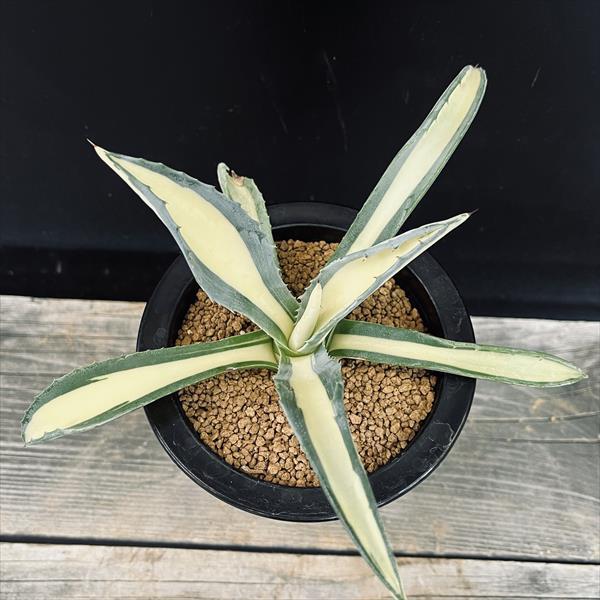 多肉植物：アガベ アメリカーナ錦 那智の輝き*幅18cm : 遊恵盆栽