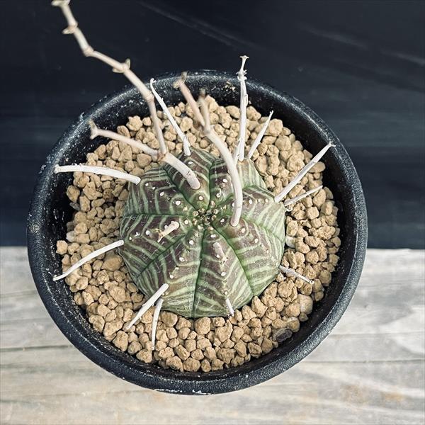 コーデックス：ユーフォルビア バリダ ゼブラ個体*幅4cm 現品！一品