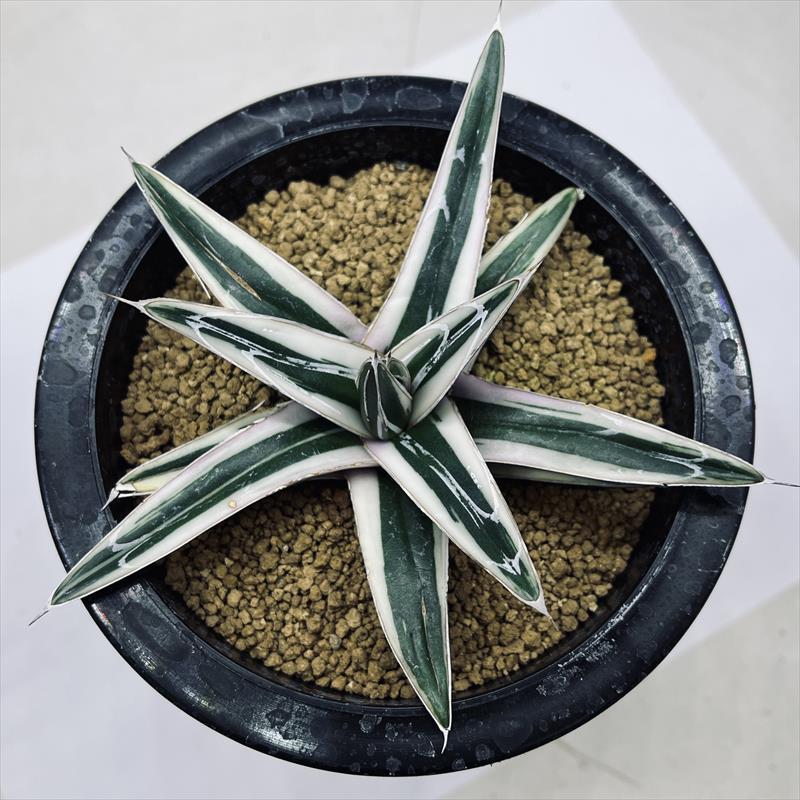 多肉植物：アガベ 氷山*幅13cm 現品！一品限り : 遊恵盆栽 Yahoo!店