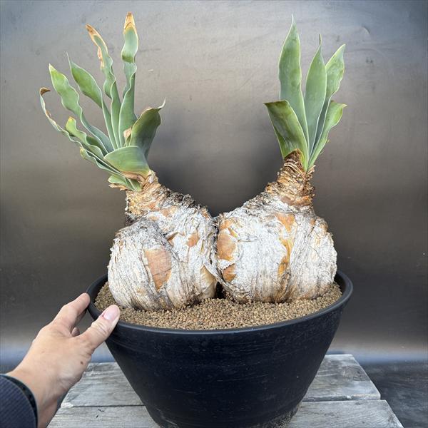 ☆特価☆コーデックス：ブーファン ハエマンソイデス ダブルヘッド 発