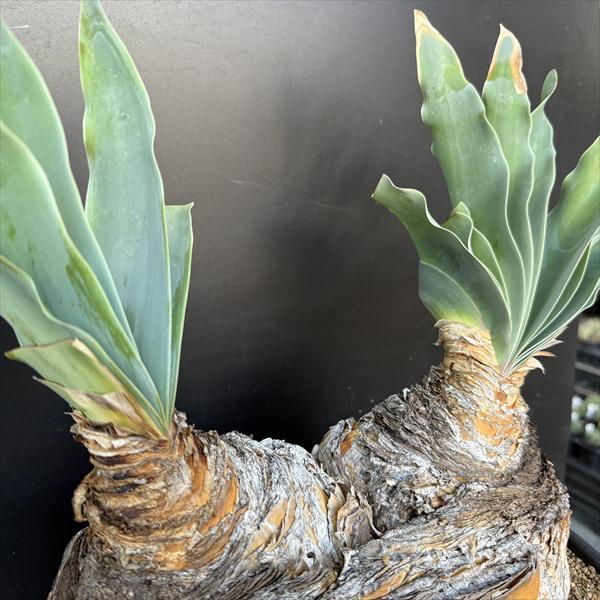 ☆特価☆コーデックス：ブーファン ハエマンソイデス ダブルヘッド 発