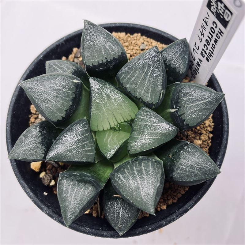 多肉植物：ハオルチア コレクタ錦*幅8cm 現品！一品限り : 遊恵盆栽