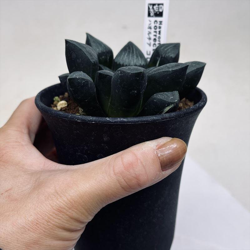 多肉植物：ハオルチア コレクタ錦*幅8cm 現品！一品限り : 遊恵盆栽