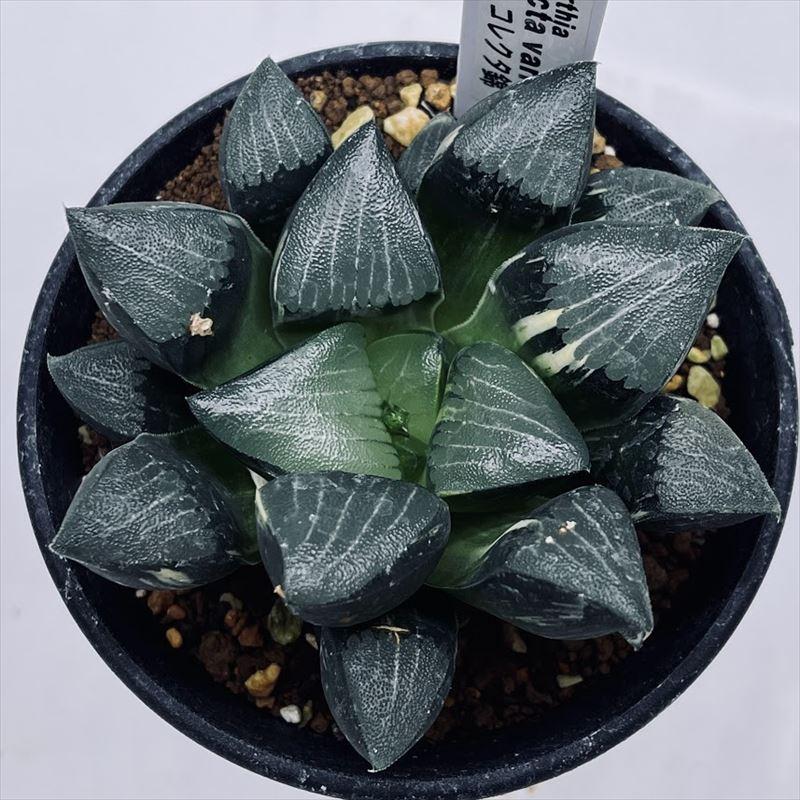 多肉植物：ハオルチア コレクタ錦*幅8cm 現品！一品限り : 遊恵盆栽