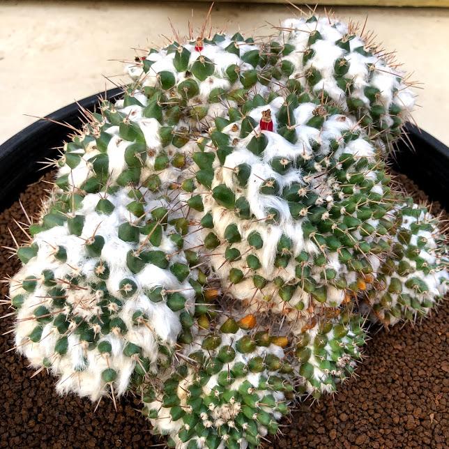 サボテン：マミラリア 多毛ブカレンシス*幅22cm 現品 一品限り