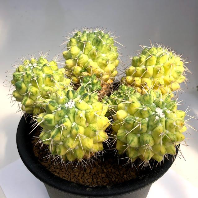 サボテン：マミラリア ブカレンシス錦*幅16cm 現品 一品限り : 遊恵