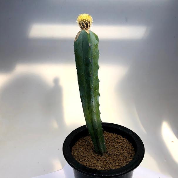 サボテン：ユーベルマニア エリオカクトイデス ツギ*幅3.5cm : 遊恵