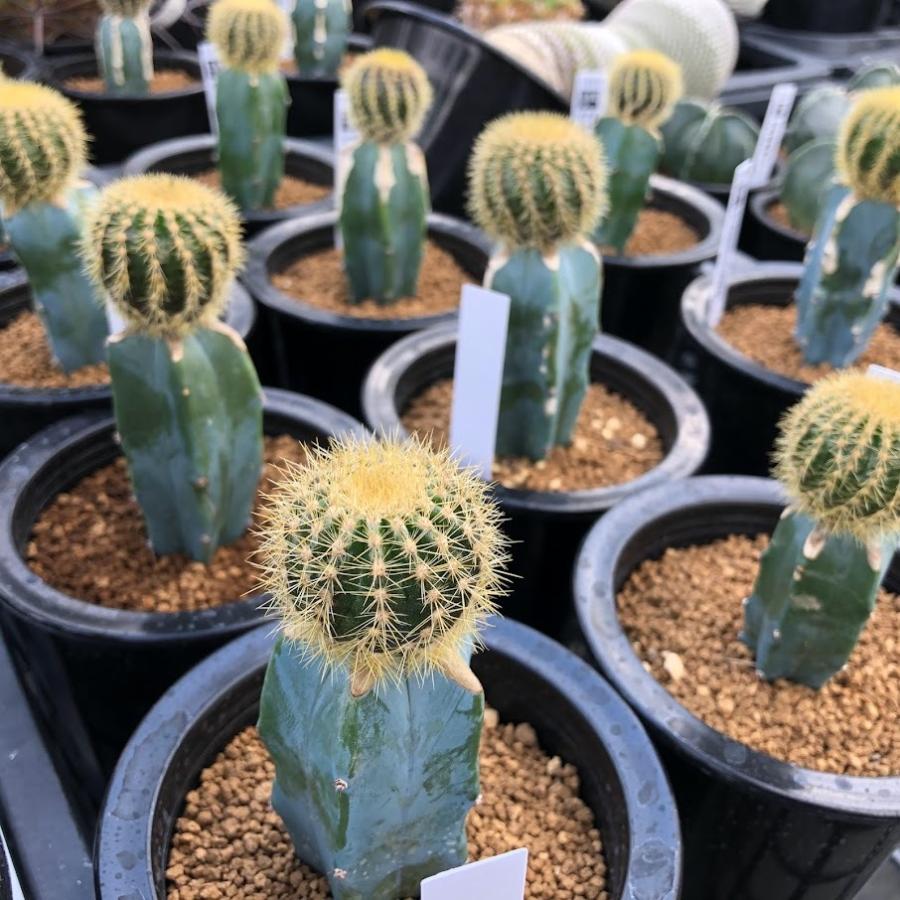 サボテン：ユーベルマニア エリオカクトイデス ツギ*幅3.5cm : 遊恵