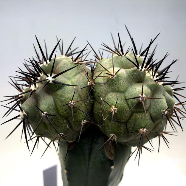 サボテン：コピアポア 黒王丸 ダブルヘッド ツギ*幅8cm 現品！一品限り