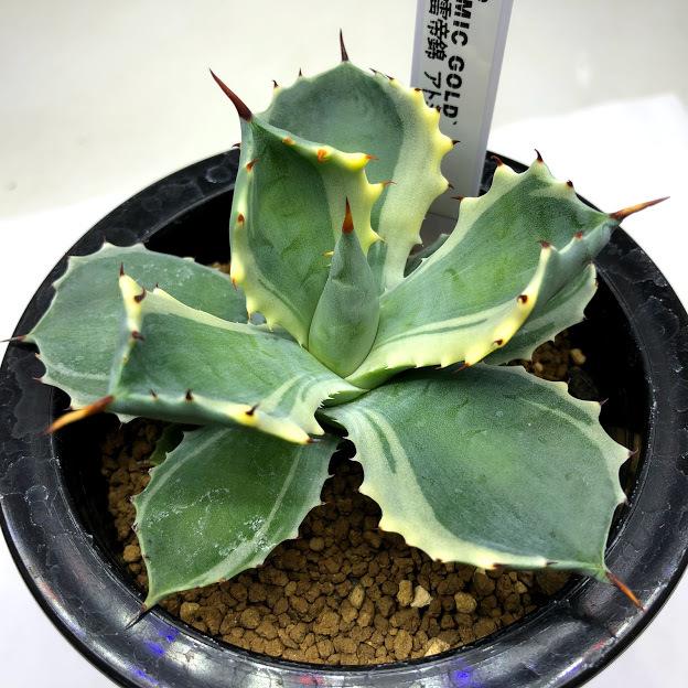 多肉植物：アガベ 雷帝錦 アトミックゴールド*幅9cm 現品！一品限り